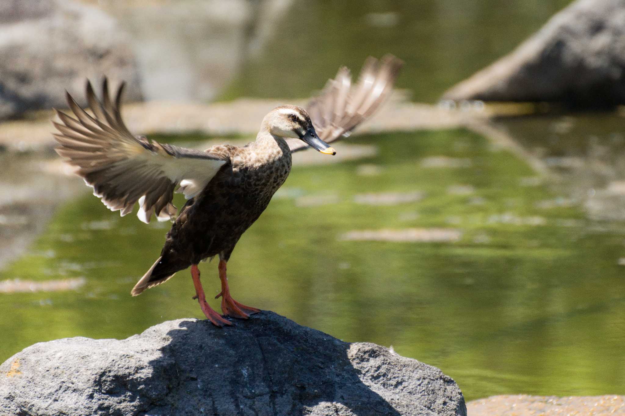 Eastern Spot-billed Duck