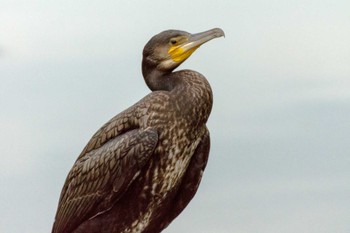 Great Cormorant Inokashira Park Fri, 7/14/2023