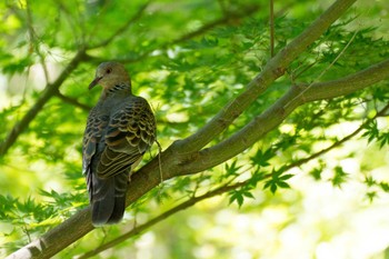 Oriental Turtle Dove Showa Kinen Park Sun, 7/16/2023