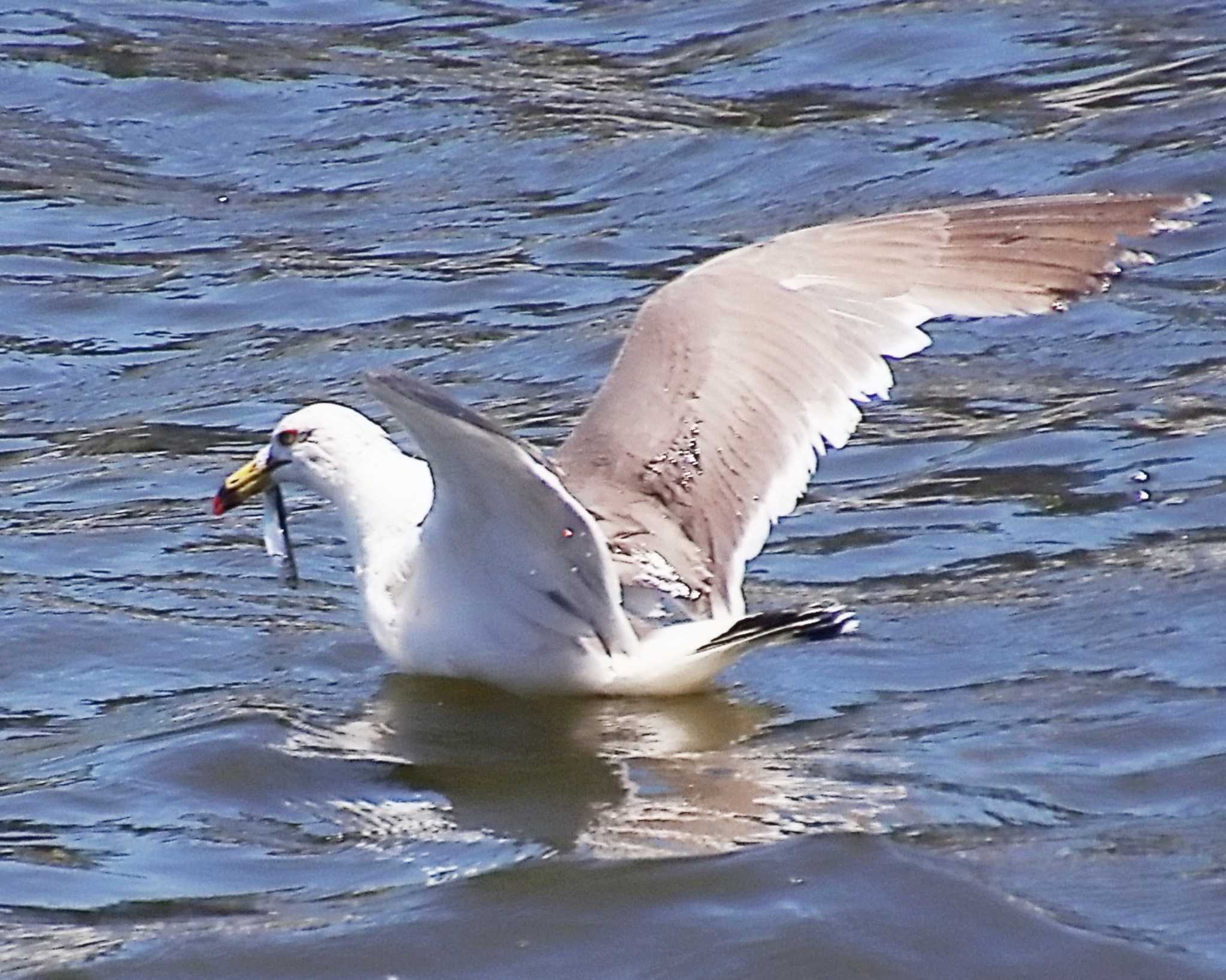 旧堺港 ウミネコの写真 by Ken Mimura