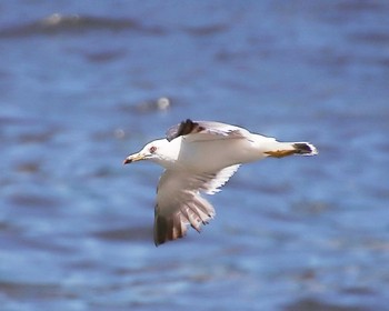 2023年7月17日(月) 旧堺港の野鳥観察記録