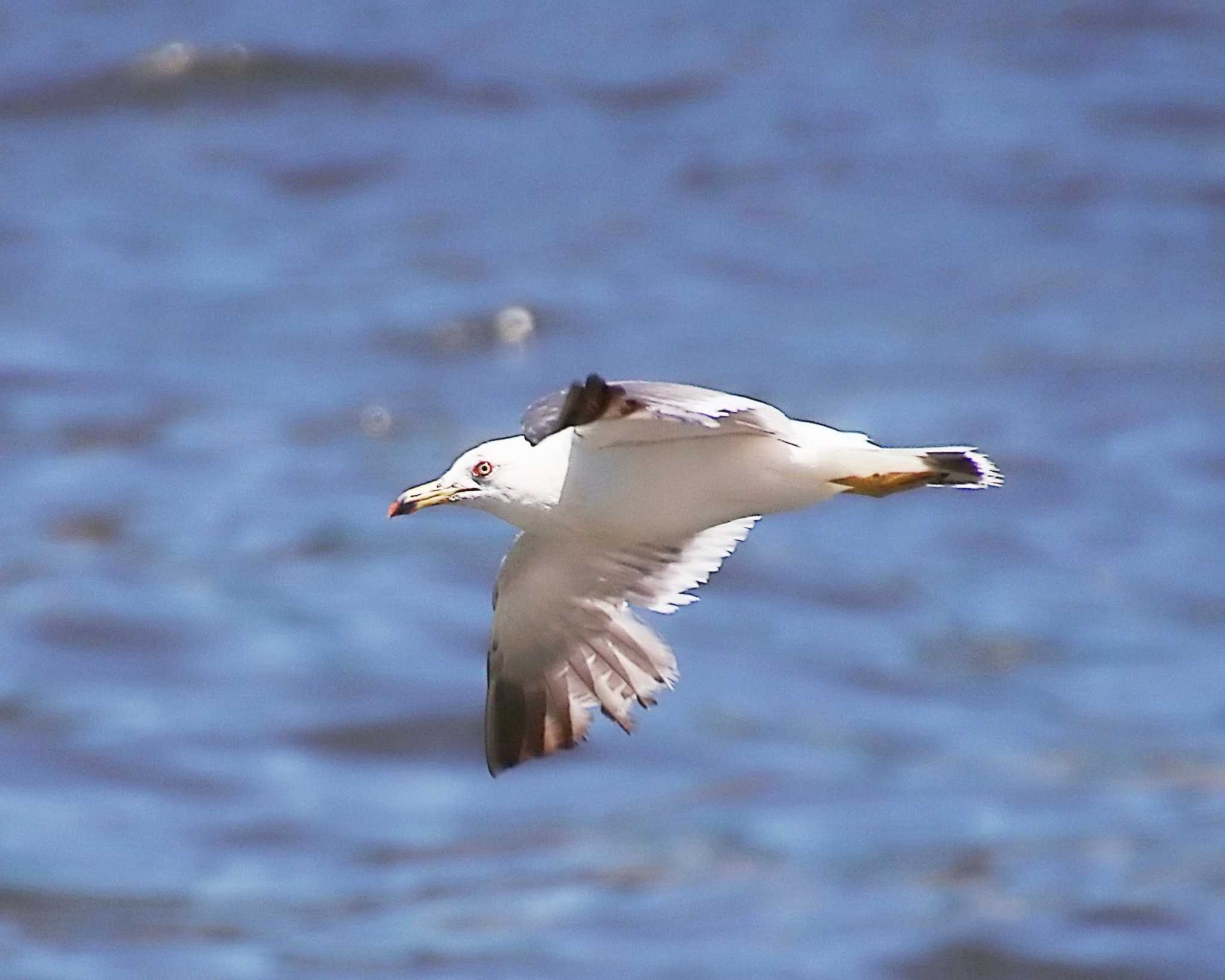 旧堺港 ウミネコの写真 by Ken Mimura