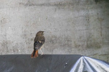 Daurian Redstart Unknown Spots Sun, 7/16/2023