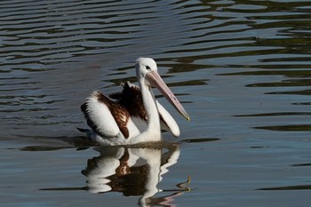 Australian Pelican シドニー Thu, 6/28/2018