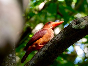 2023年7月17日(月) 石垣島の野鳥観察記録