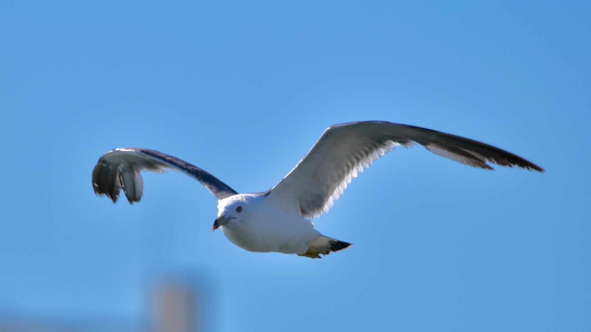 Photo of Black-tailed Gull at 浜名湖 by Taka Eri