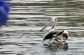 Australian Pelican シドニー Thu, 6/28/2018