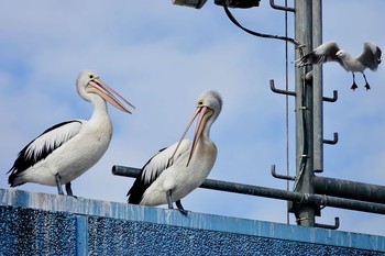 Australian Pelican シドニー Thu, 6/28/2018