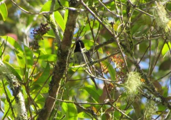 Black-throated Sunbird Fraser's Hill Unknown Date