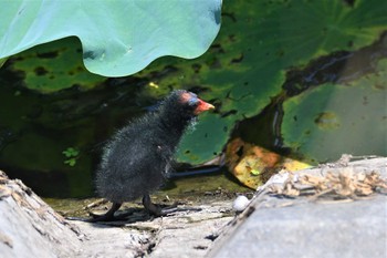 Common Moorhen 館林 Mon, 7/17/2023