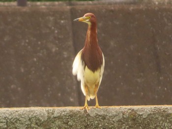 Chinese Pond Heron 金井遊水地(金井遊水池) Sun, 6/25/2023