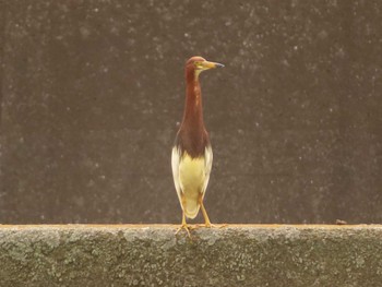 Chinese Pond Heron 金井遊水地(金井遊水池) Sun, 6/25/2023