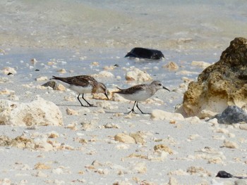 Red-necked Stint Yoron Island Sun, 8/12/2018