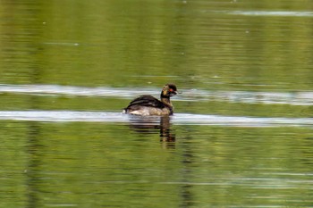 Black-necked Grebe 大沼(宮城県仙台市) Tue, 7/18/2023