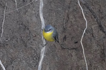 Eastern Yellow Robin シドニー Fri, 6/29/2018