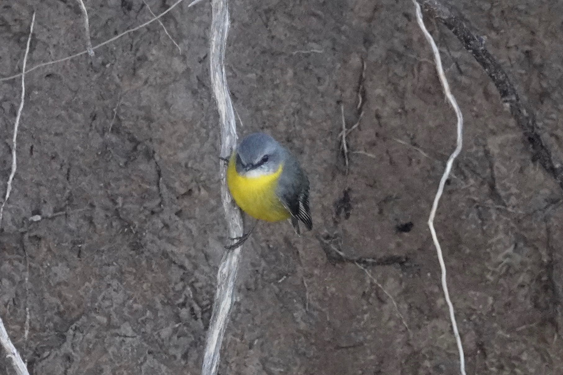 Eastern Yellow Robin