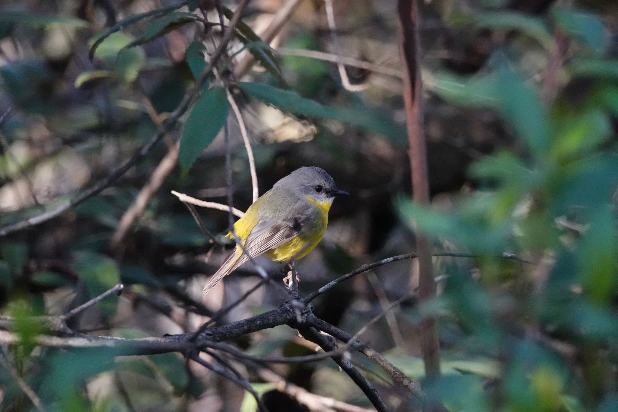 Photo of Eastern Yellow Robin at シドニー by のどか