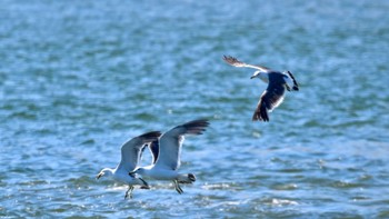 ウミネコ 浜名湖 2023年7月17日(月)