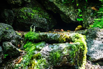 2023年7月17日(月) 大洞の水場の野鳥観察記録