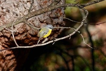 Eastern Yellow Robin シドニー Fri, 6/29/2018