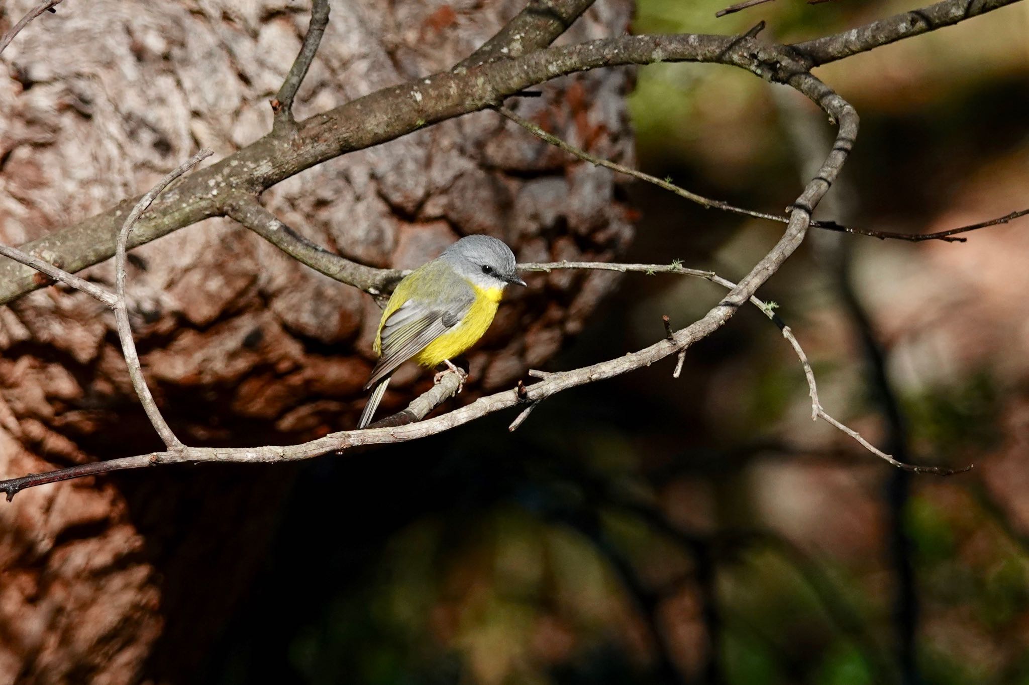 Eastern Yellow Robin