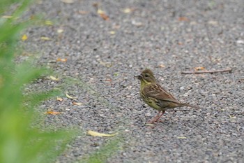 アオジ 茨戸川緑地 2023年6月10日(土)