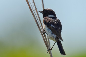 2023年7月16日(日) 北富士演習場の野鳥観察記録