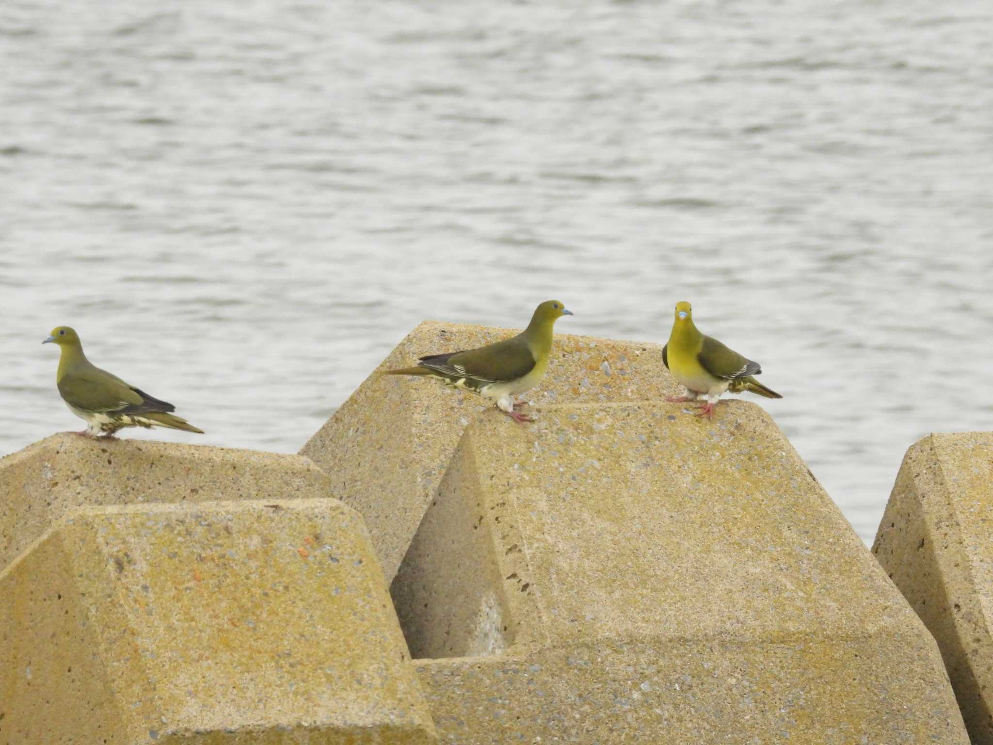 White-bellied Green Pigeon