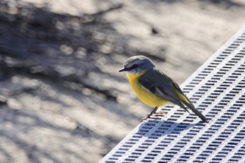 Eastern Yellow Robin シドニー Fri, 6/29/2018