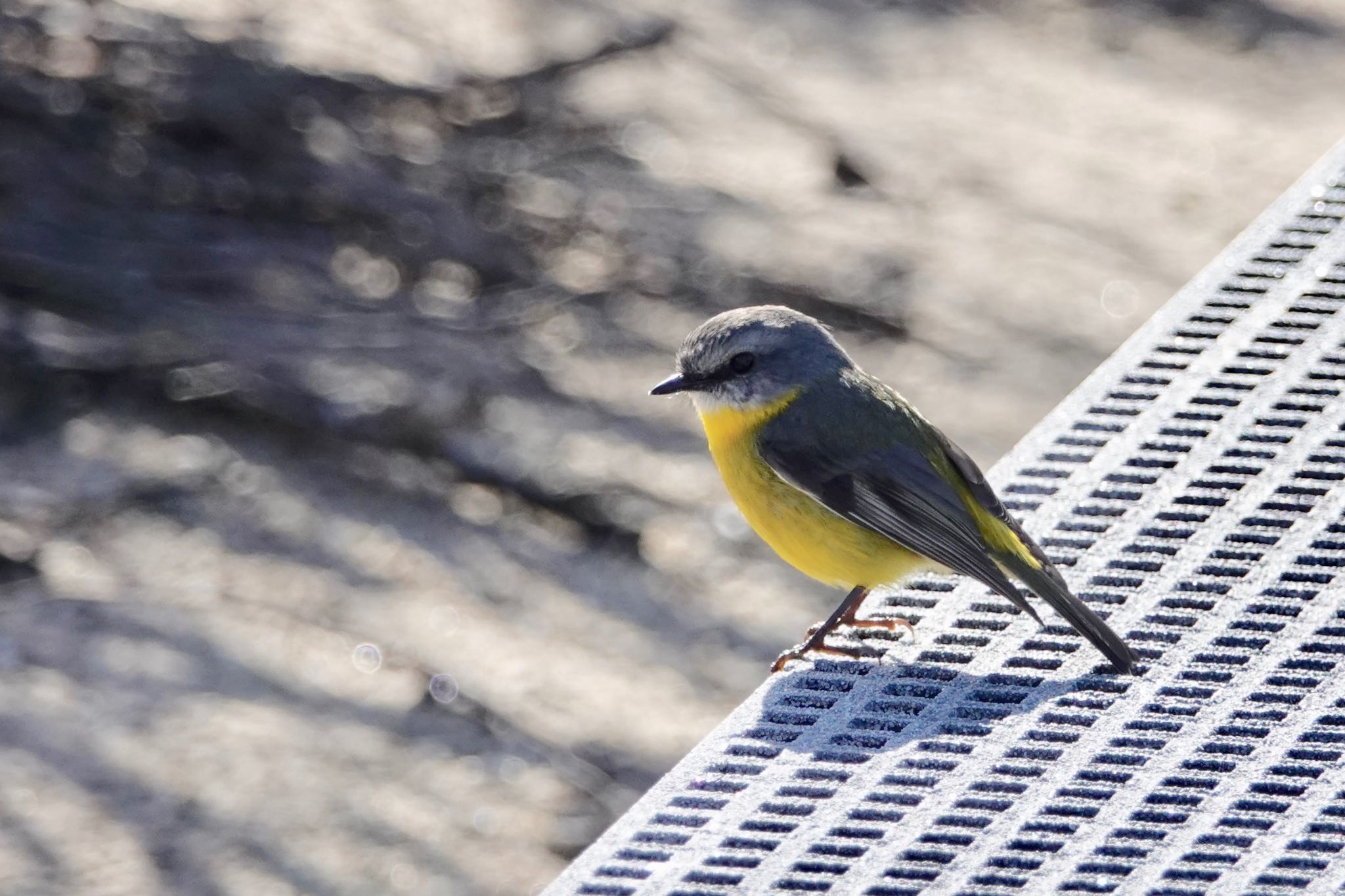 Photo of Eastern Yellow Robin at シドニー by のどか