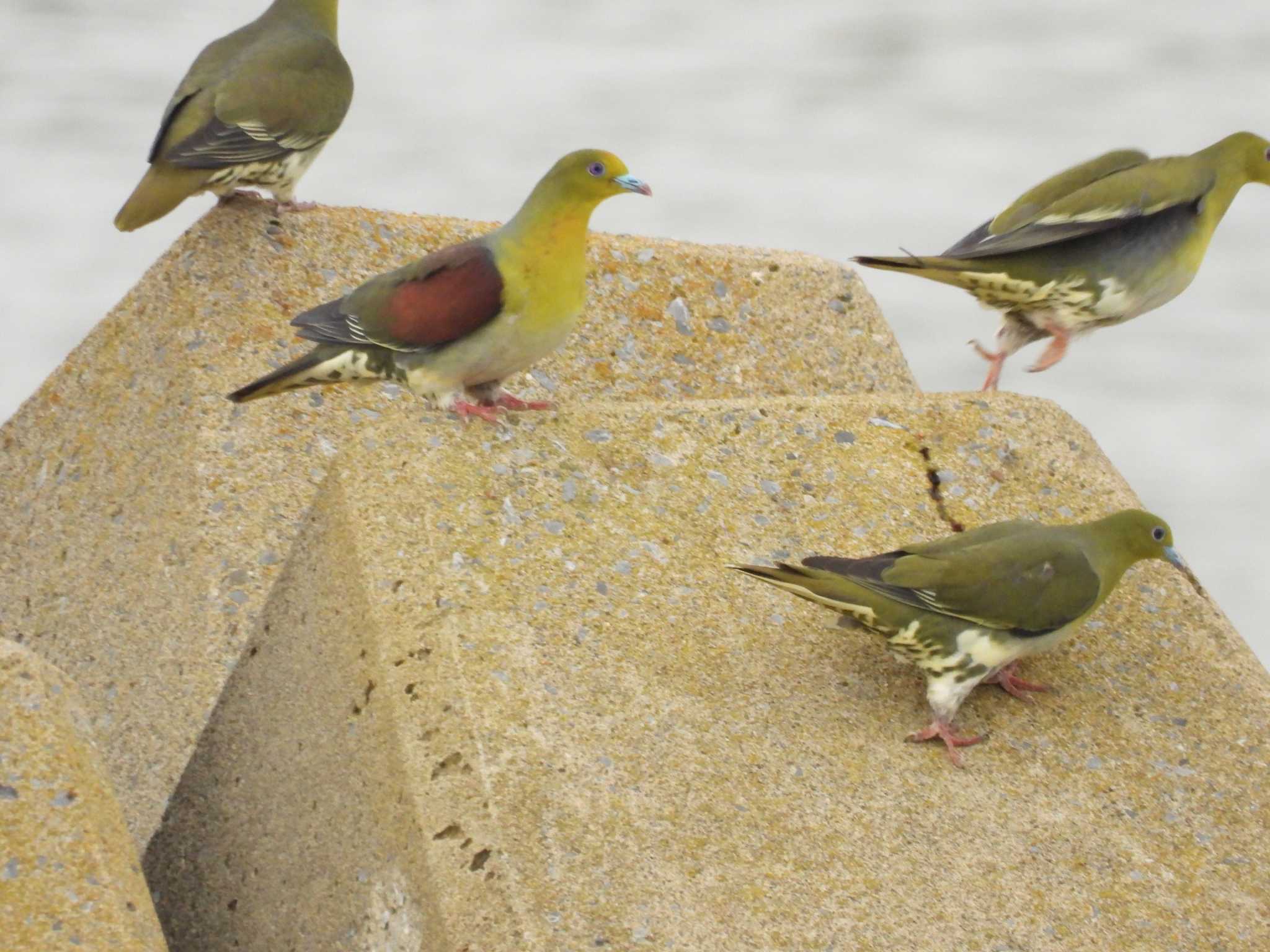 White-bellied Green Pigeon