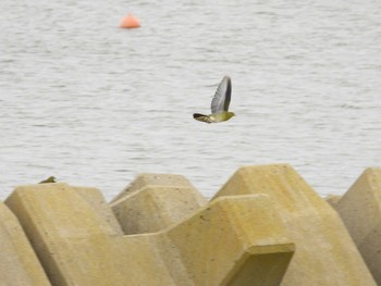 Sun, 7/16/2023 Birding report at 北海道二海郡八雲町山越