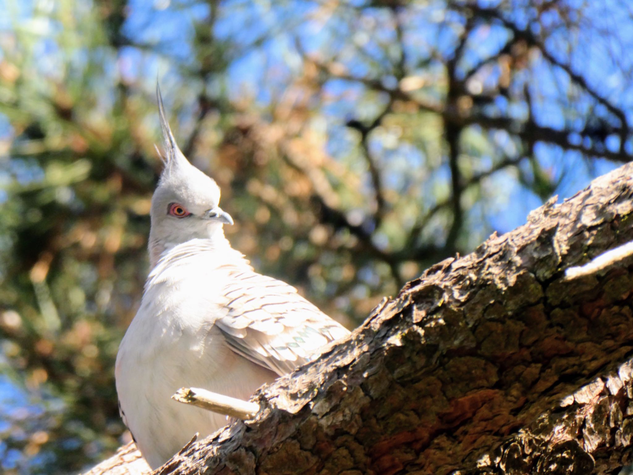 Photo of Crested Pigeon at Centennial Park (Sydney) by Maki