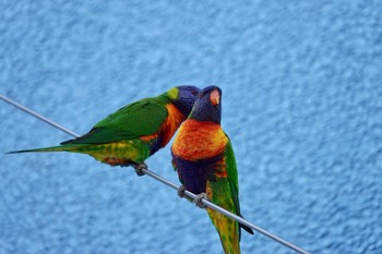 ゴシキセイガイインコ シドニー 2018年6月28日(木)