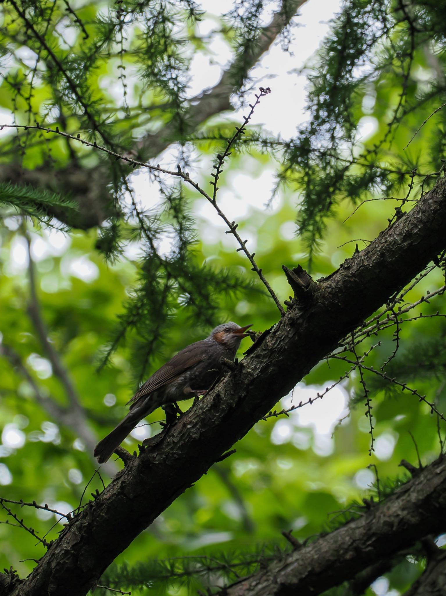野幌森林公園 ヒヨドリの写真