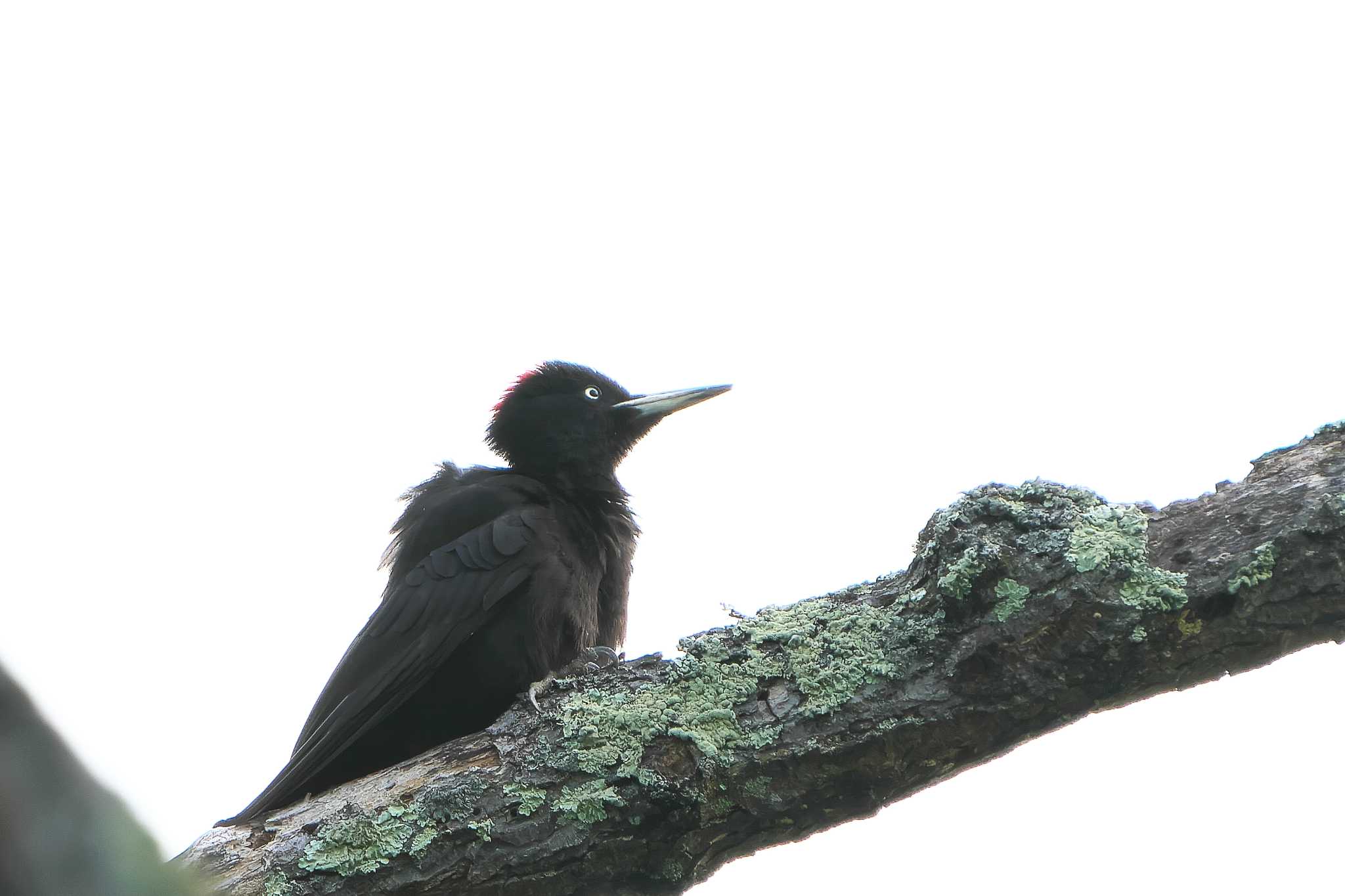 Black Woodpecker