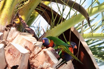 ゴシキセイガイインコ シドニー 2018年6月28日(木)