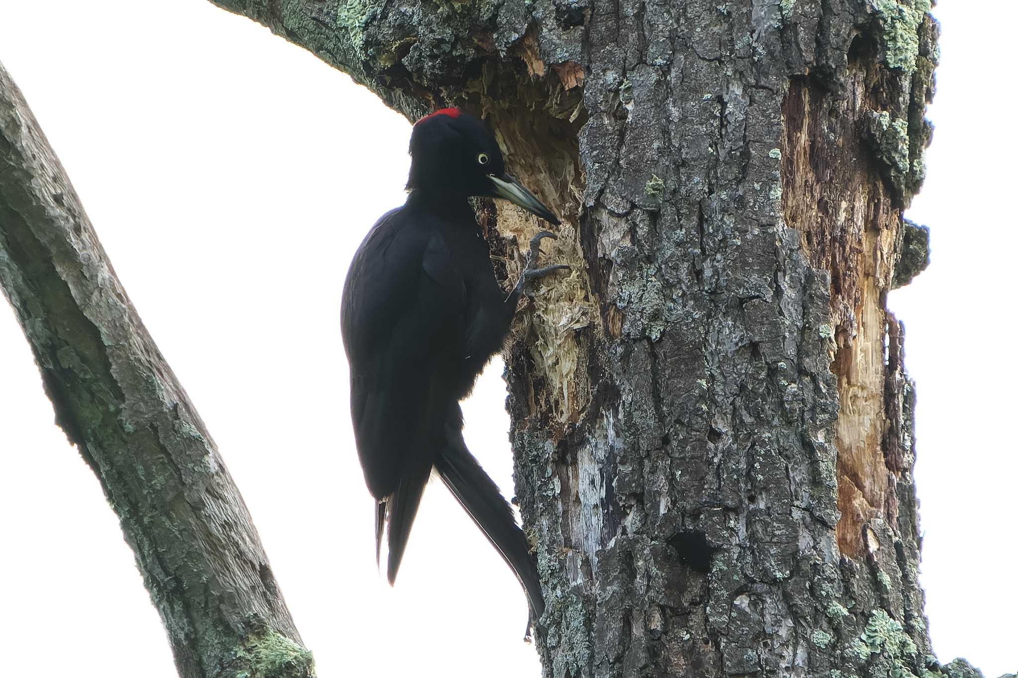 Photo of Black Woodpecker at 網走湖 by 禽好き