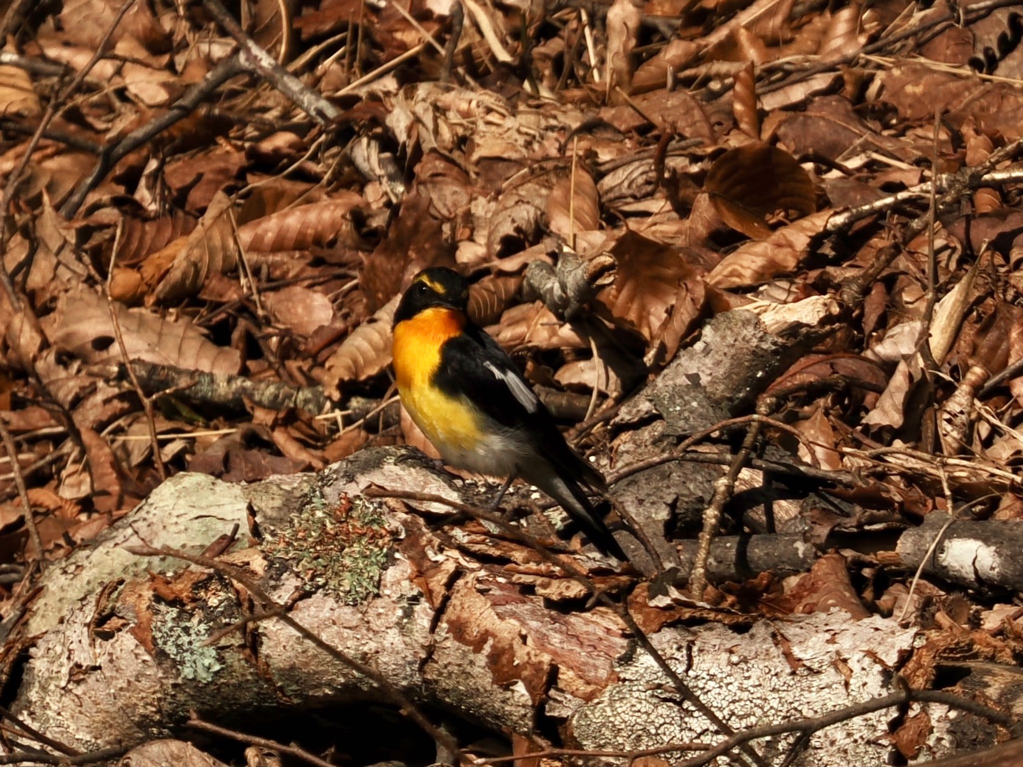Photo of Narcissus Flycatcher at Yanagisawa Pass by なびげーた