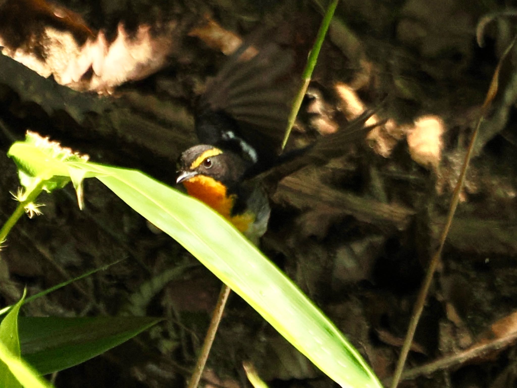 Narcissus Flycatcher