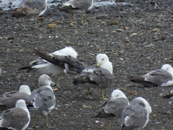 2023年7月15日(土) 沼津港の野鳥観察記録