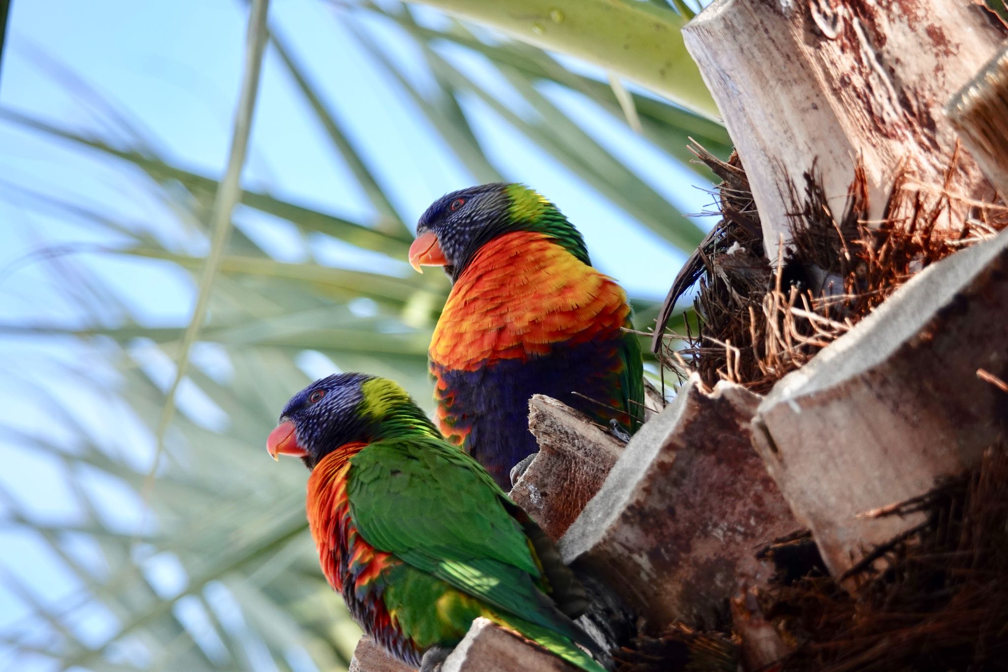 Rainbow Lorikeet