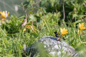 Amur Stonechat Unknown Spots Sat, 7/15/2023