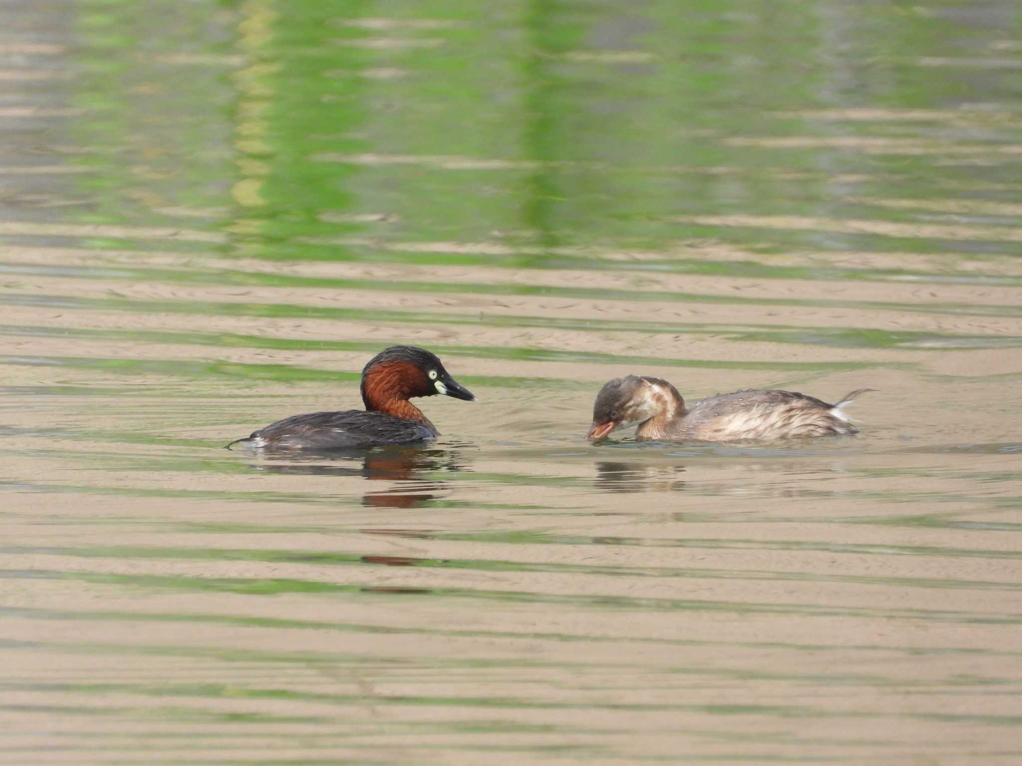 Little Grebe