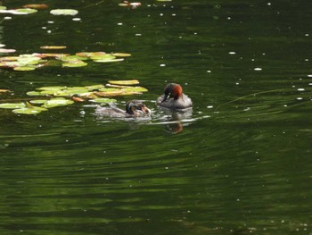 2023年7月16日(日) 浜名湖ガーデンパークの野鳥観察記録