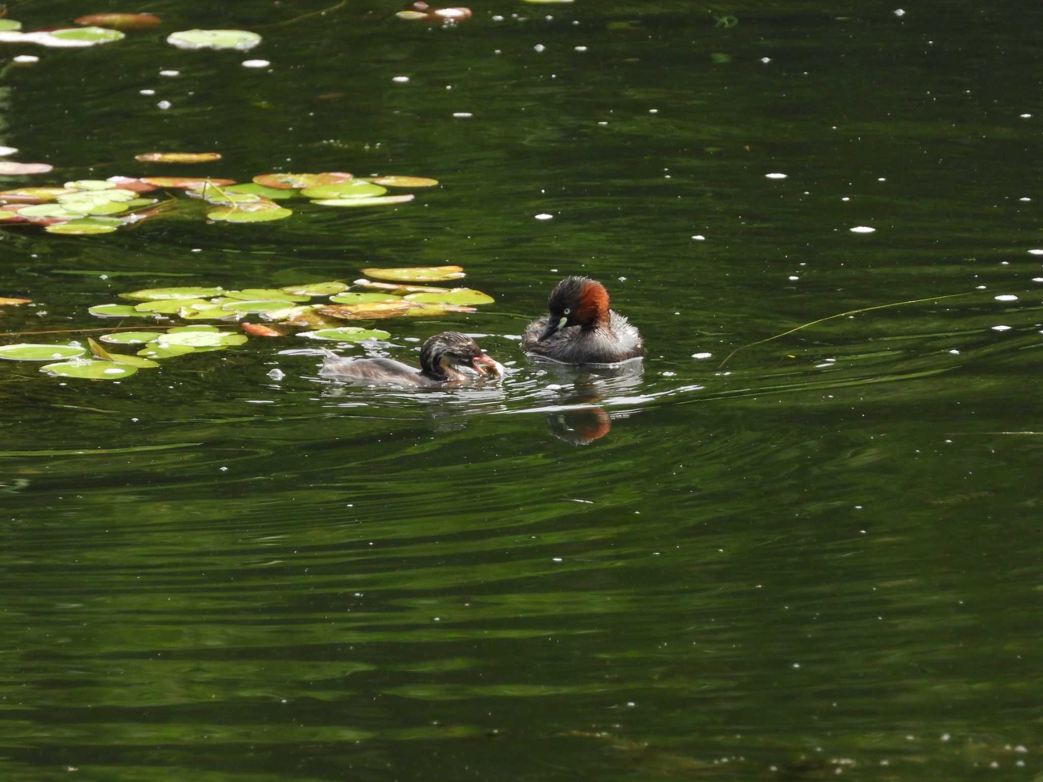 Little Grebe