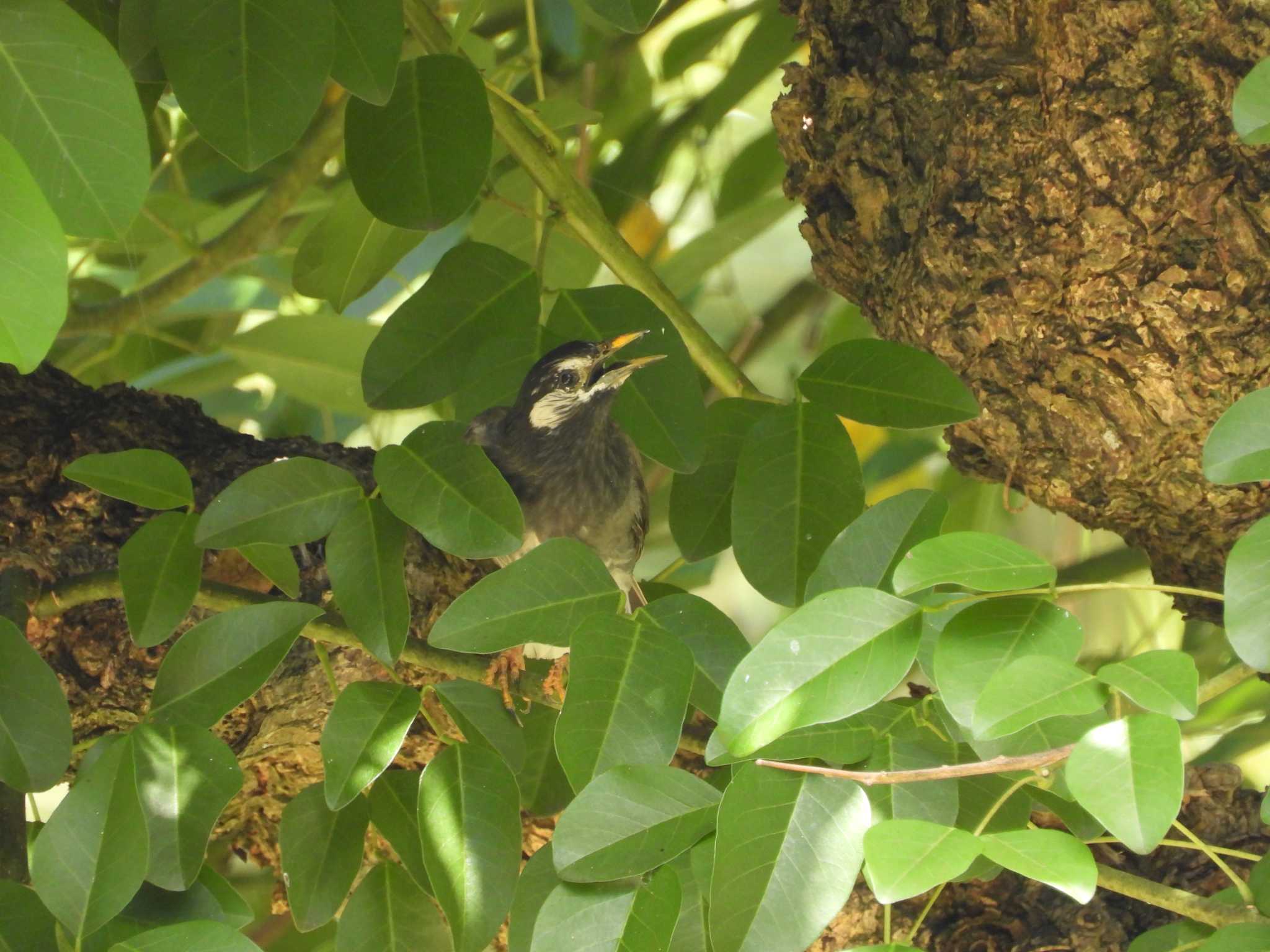 White-cheeked Starling