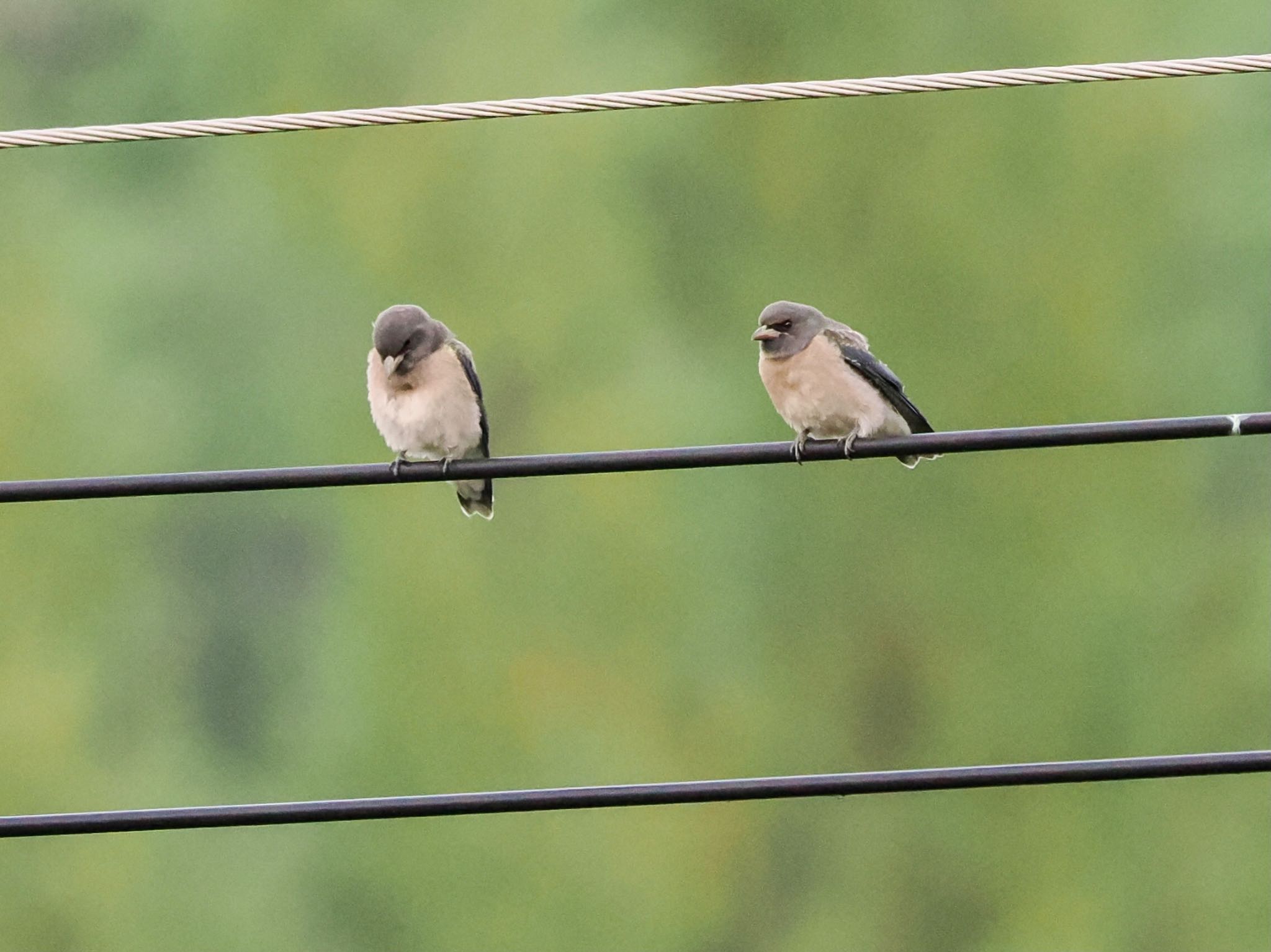 Ashy Woodswallow