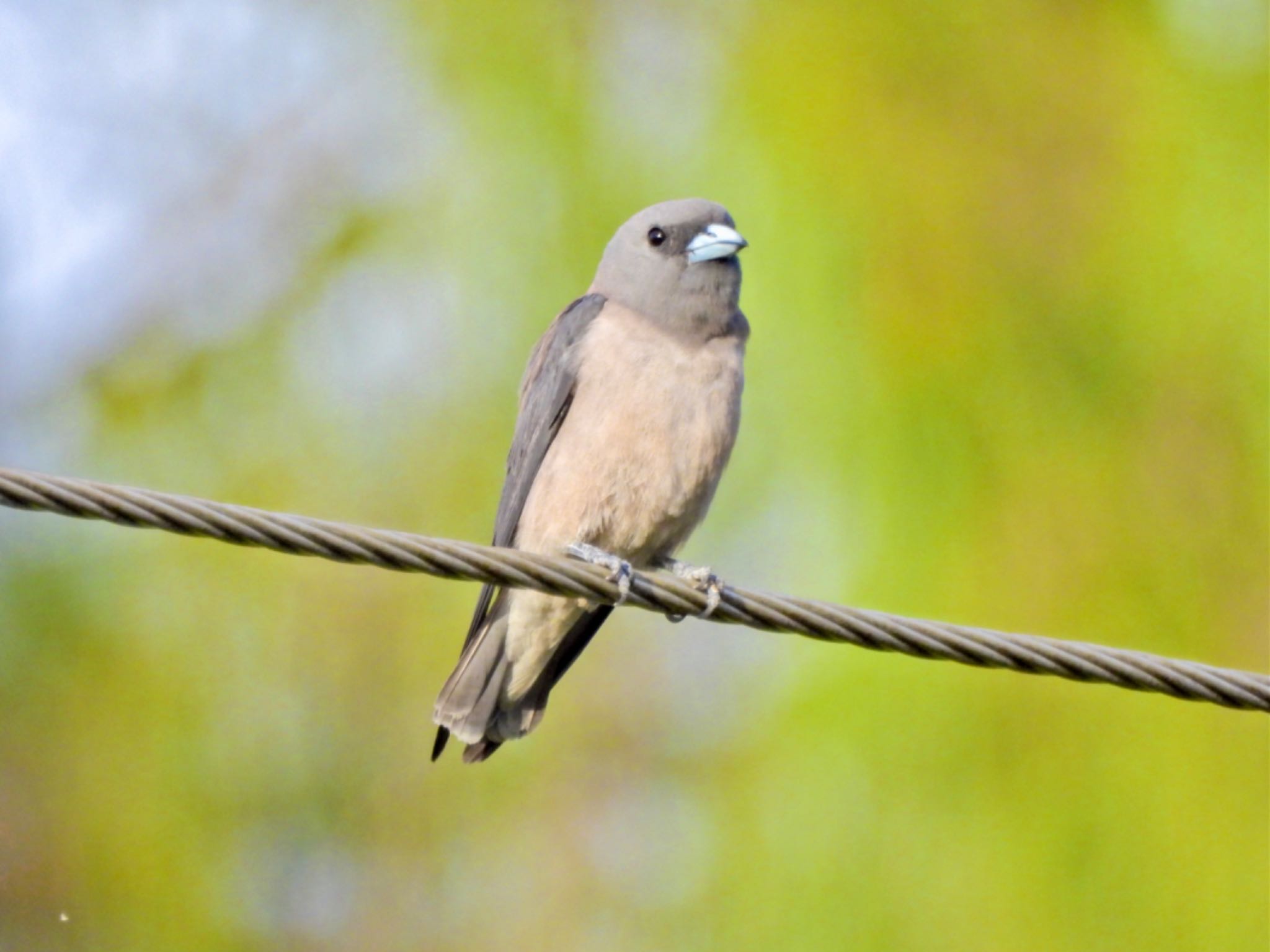 Ashy Woodswallow