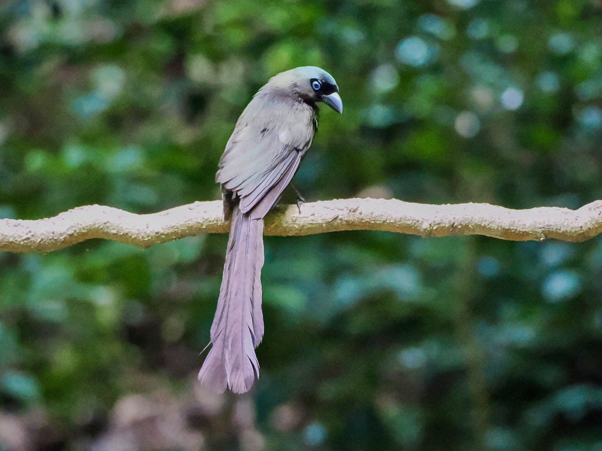 Racket-tailed Treepie